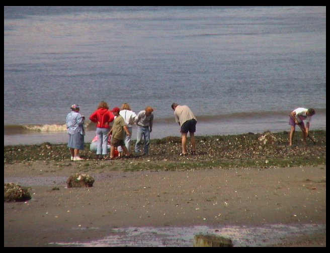 Digging for gooeyduck and butter clams. 