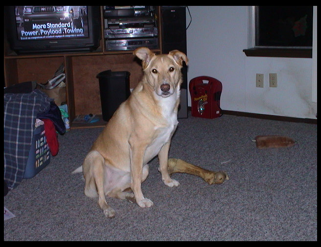 Maya looking cute by her bone. 