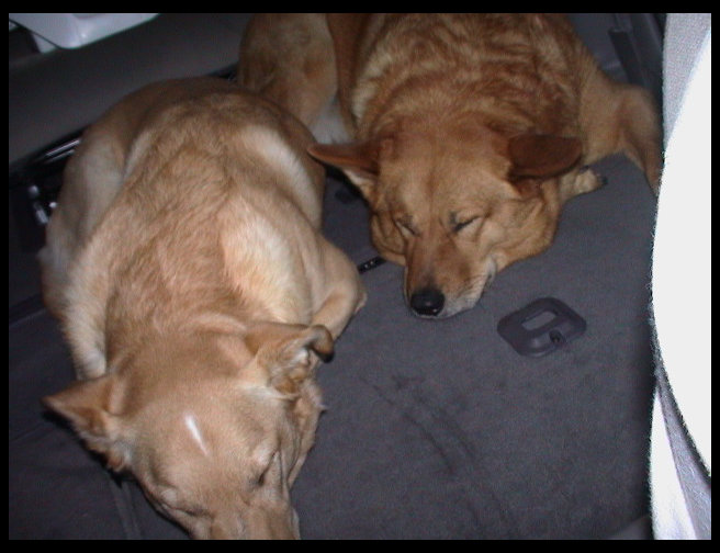 Baja and Maya very tired and ready to go home.