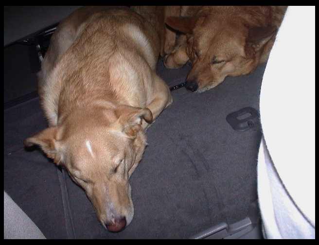 The dogs sacked out.