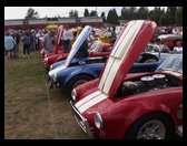 Row of Shelby Cobras
