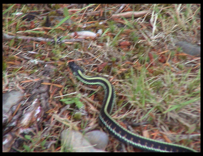 Garter snake at Schafer State Park.