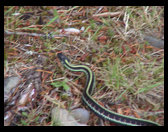 Garter snake at Schafer State Park.