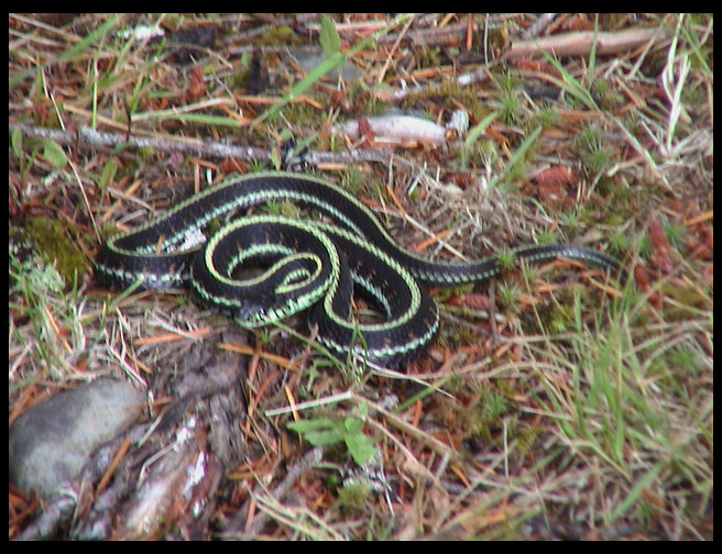 This snake was not happy.