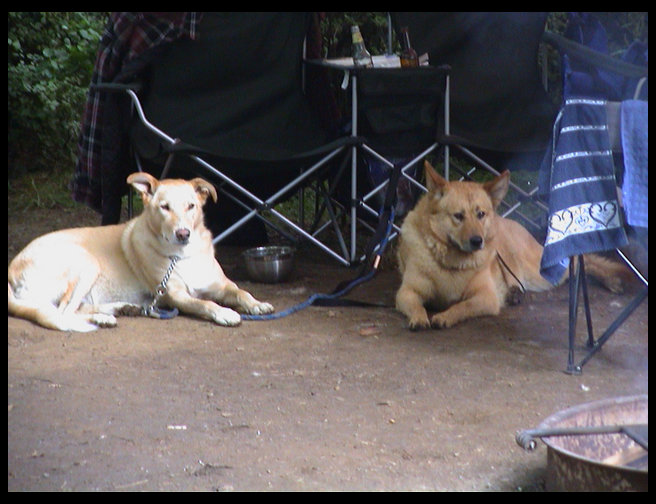 Baja and Maya in their favorite place.