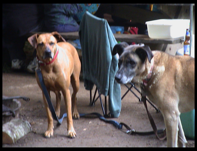 Cruso and Ceircie looking cute.