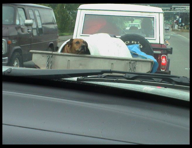 Everytime the car stopped she did this.