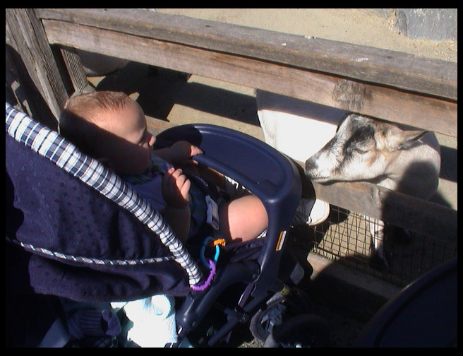 The goat inspecting Logan's shoe.