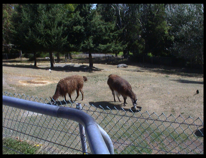 Llamas at the zoo.