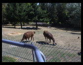 Llamas at the zoo.