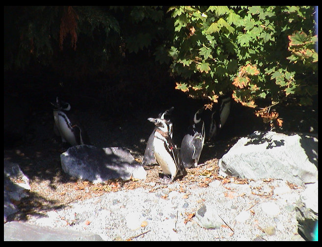 Penguins finding shade on a hot day.