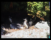 Penguins finding shade on a hot day.