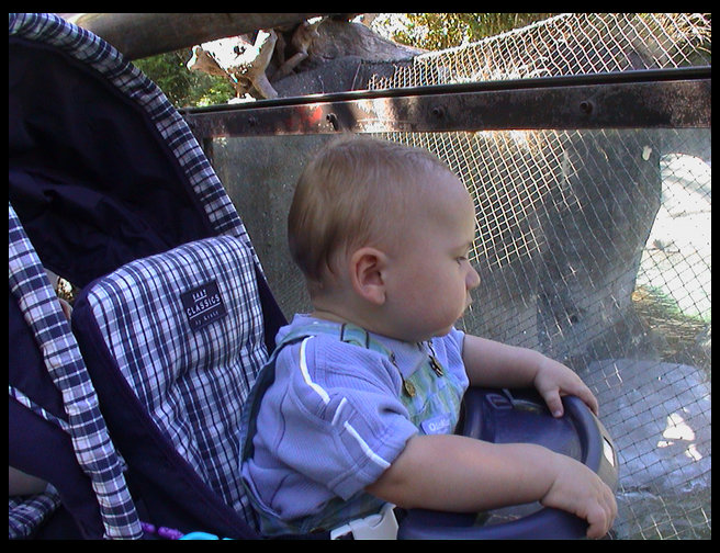 Logan looking at an animal.