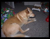 Maya checking something out. 