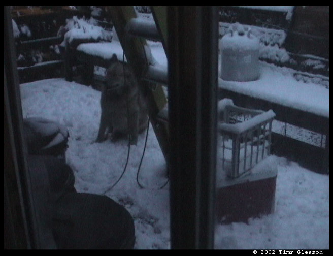 Snow on the back deck.