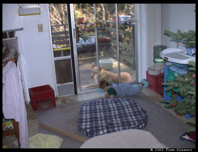 Logan laying inside and Maya laying outside.  CUTE!!!
