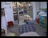 Logan laying inside and Maya laying outside.  CUTE!!!