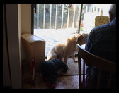 Logan loves Uncle David's dog Bo and Bo loves him.