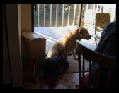 Logan and Bo cuddling up.