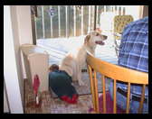 Logan laying on Bo's tail.