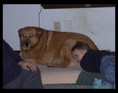 Logan relaxing on the Pooh Bear.