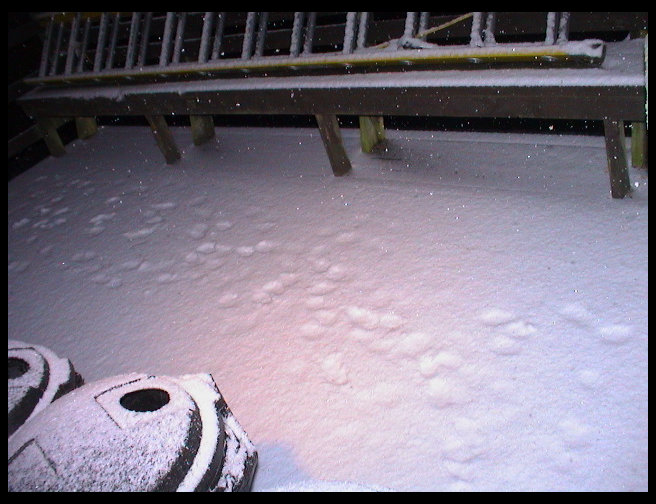 Shot of the dog's prints in the snow.