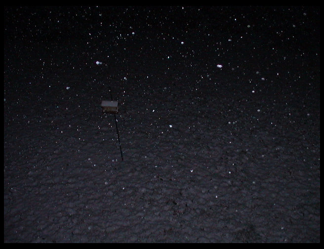 Picture of the front yard. Cool how it captured the snow falling.