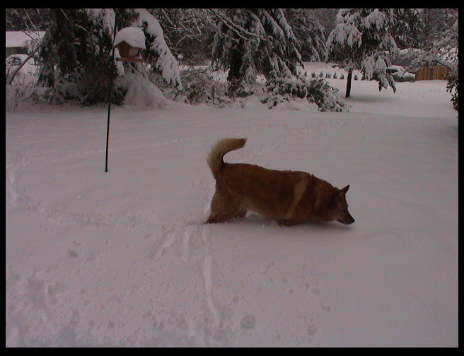 Baja out enjoying the snow...the dogs love it!