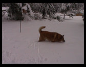 Baja out enjoying the snow...the dogs love it!