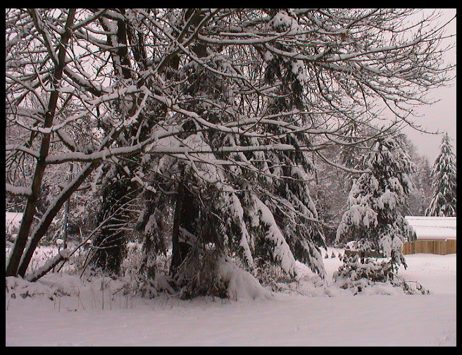 Awesome picture of the snow in the trees.