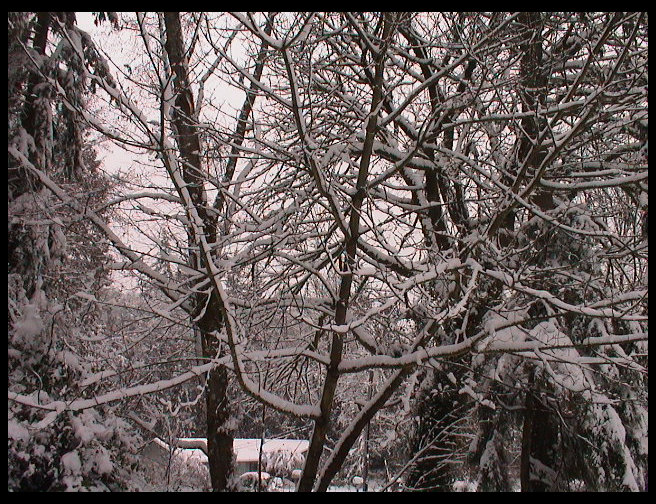 Another cool picture of snow in the maple tree.