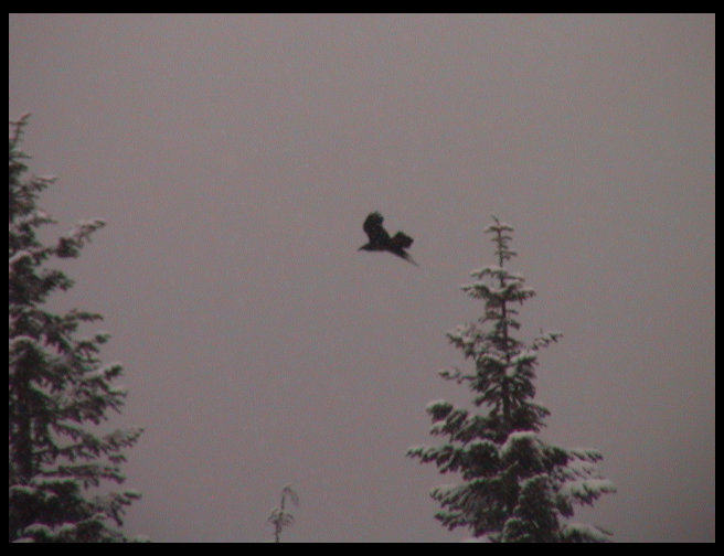 Crow flying around in the snow.