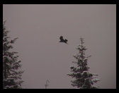 Crow flying around in the snow.