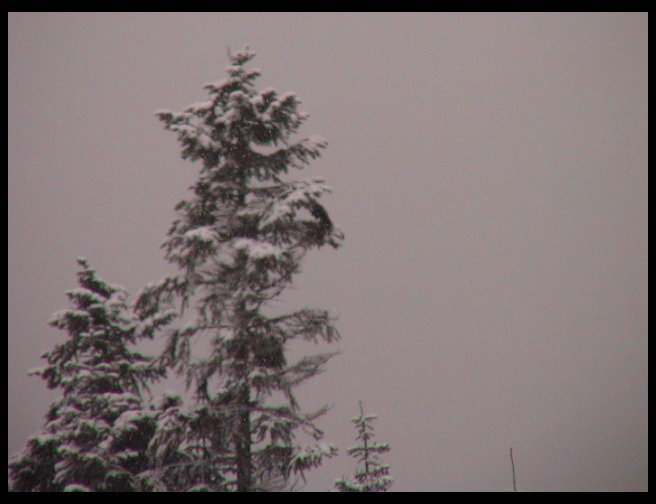 Crow landing in tree.