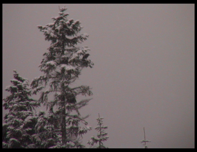 Now the crow is sitting in the snow covered tree.