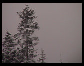 Now the crow is sitting in the snow covered tree.