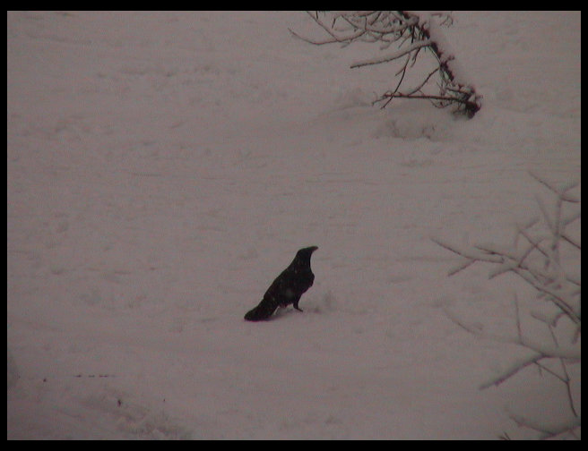 A crow in the snow.