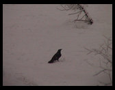 A crow in the snow.