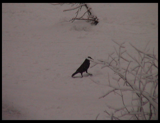 There is that silly crow walking on the snow.