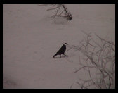 There is that silly crow walking on the snow.