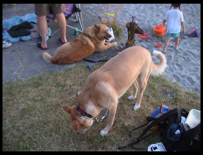 Maya and Baja at the beach.