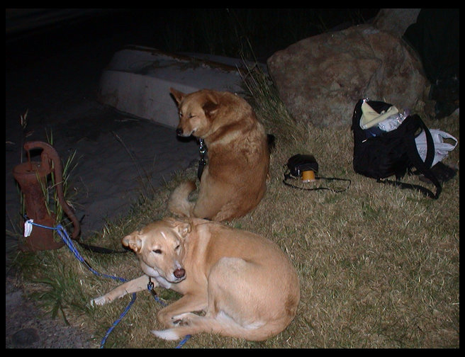 Baja and Maya...aren't they cute.