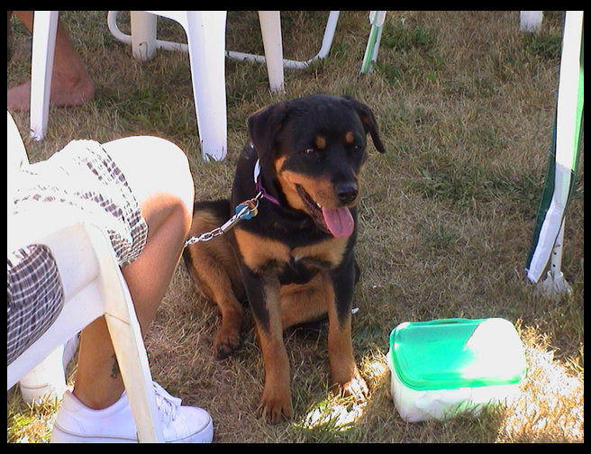 A little puppy at 4th of July.