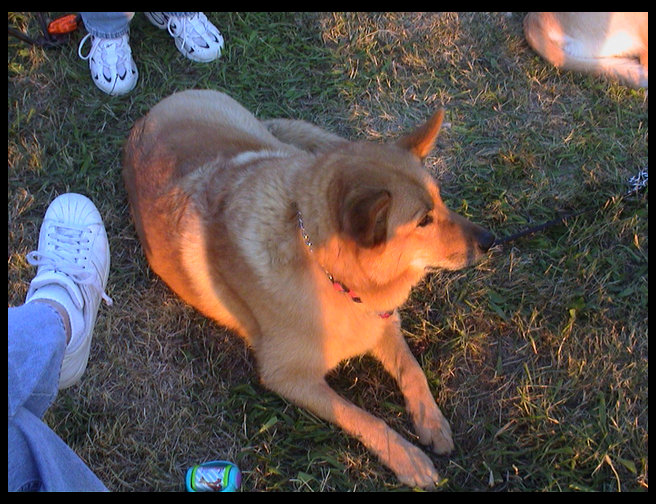 Baja enjoying being with people.