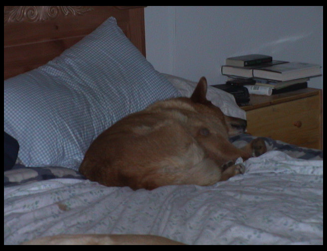 Baja taking up Dad's side of the bed.