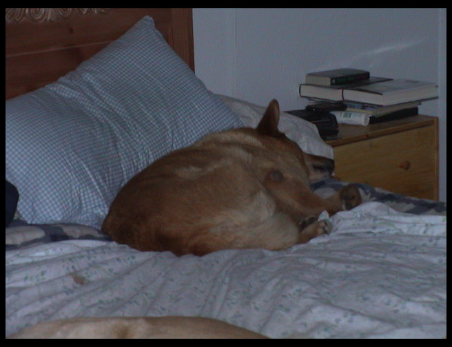 Still relaxing on Dad's pillows.