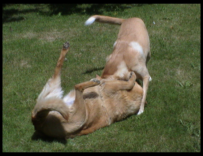 Maya attacking Pooh...well, they are just playing.