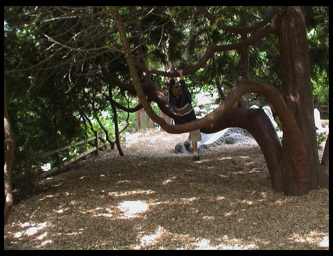 Erik climbing a tree.