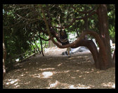 Erik climbing a tree.