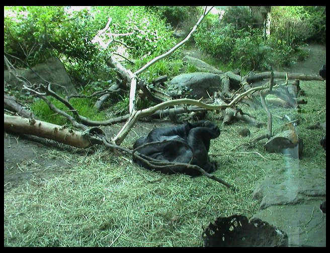 Gorilla rolling around.